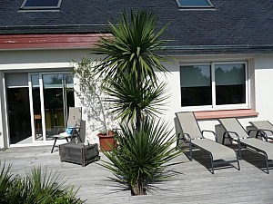 Thumbnail of cordyline-A-2007.jpg
