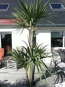 Thumbnail of cordyline-A-2009.jpg