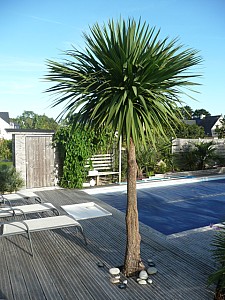 Thumbnail of cordyline-A-2010.jpg