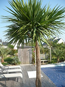 Thumbnail of cordyline-A-2011.jpg