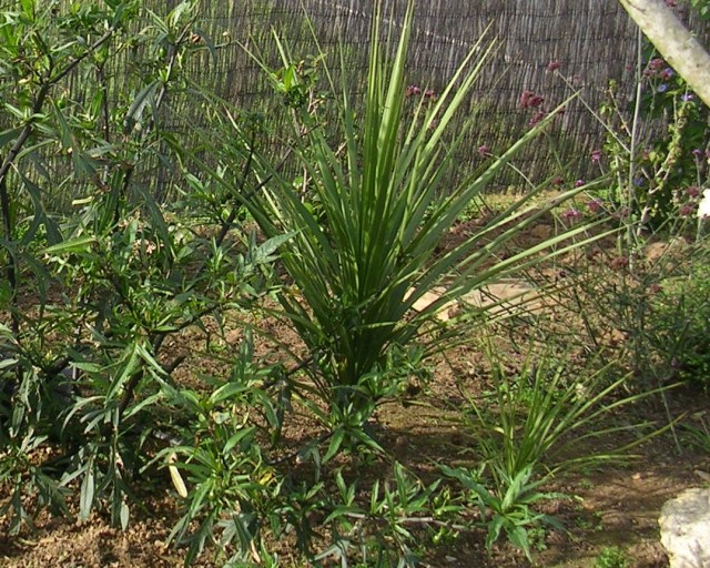 cordyline-B-2006.jpg