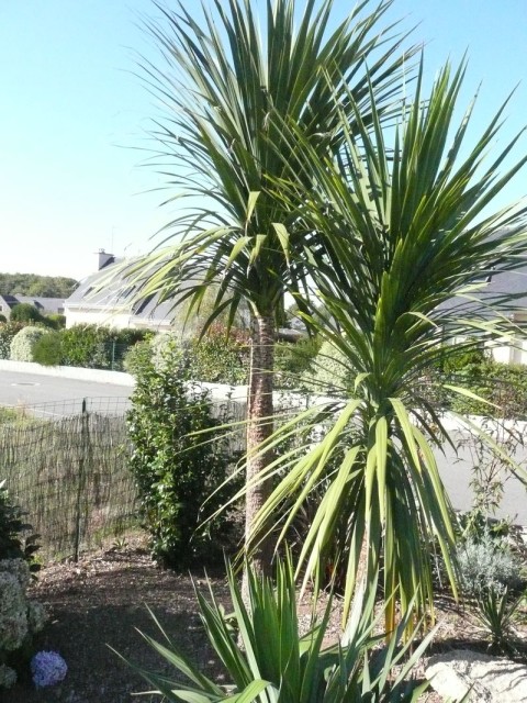 cordyline-B-2009.jpg