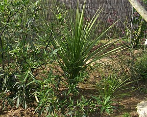 Thumbnail of cordyline-B-2006.jpg