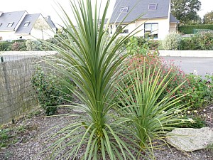 Thumbnail of cordyline-B-2007.jpg