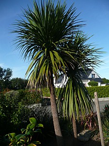 Thumbnail of cordyline-B-2010.jpg