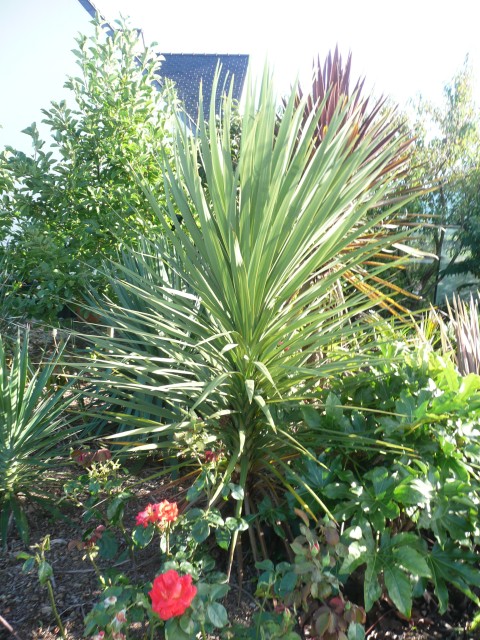 cordyline-C-2010.jpg