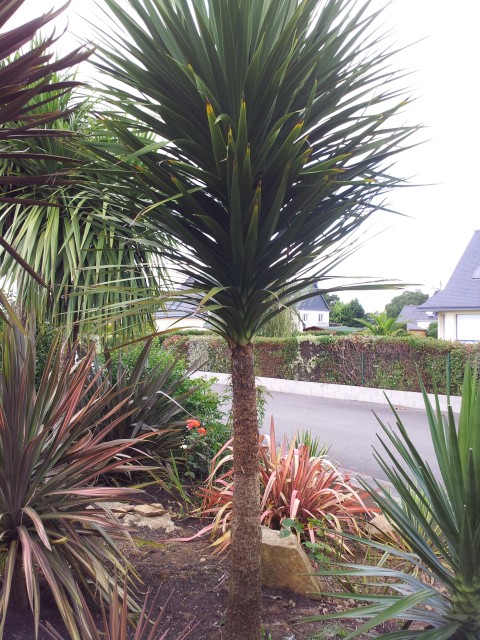 cordyline-C-2012.jpg
