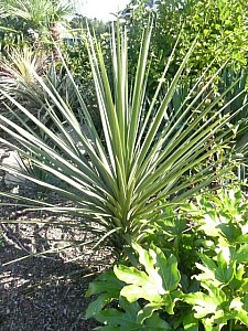 Thumbnail of cordyline-C-2009-.jpg