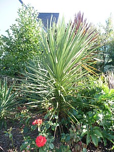 Thumbnail of cordyline-C-2010.jpg