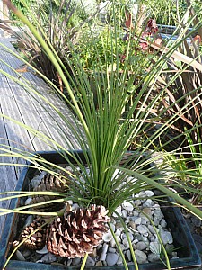 Thumbnail of 2010.jpg