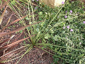 Thumbnail of 2007.jpg