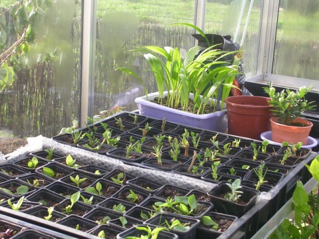 2006-Divers semis.jpg