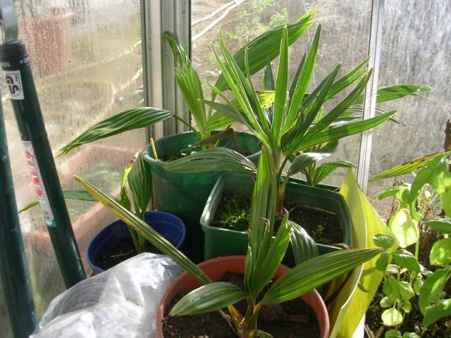 2006-Livistonia decipiens et australis serre.jpg