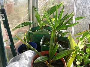 Thumbnail of 2006-Livistonia decipiens et australis serre.jpg