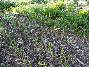 Thumbnail of 2008-jeunes.jpg