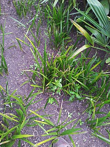 Thumbnail of Martianus-2012.jpg