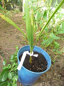 Thumbnail of 2011.jpg