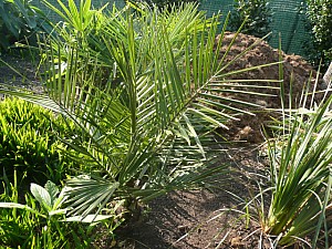 Thumbnail of Jubaea-B-2011.jpg