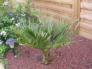 Thumbnail of Jubaea-A-2006.jpg