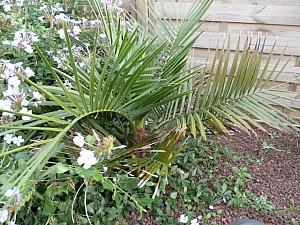 Thumbnail of Jubaea-A-2007.jpg