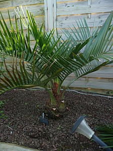 Thumbnail of Jubaea-A-2008.jpg