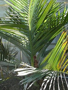 Thumbnail of Jubaea-A-2009.jpg