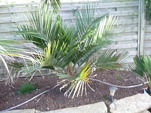 Thumbnail of Jubaea-A-2010.jpg