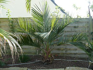 Thumbnail of Jubaea-A-2011.jpg