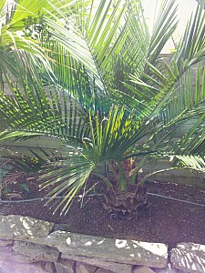 Thumbnail of Jubaea-A-2012.jpg