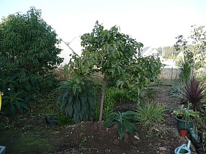 Thumbnail of 2007.jpg