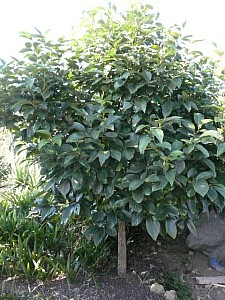 Thumbnail of 2009.jpg