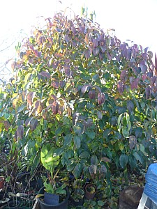 Thumbnail of 2010.jpg