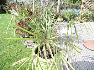 Thumbnail of B-2007.jpg