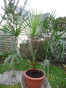 Thumbnail of B-2009-.jpg