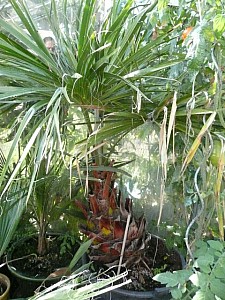 Thumbnail of 2009.jpg