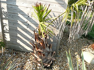 Thumbnail of 2011.jpg