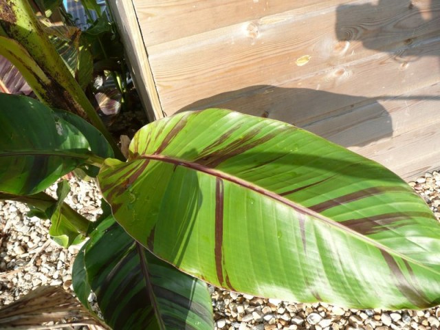 2007-dessus feuilles.jpg