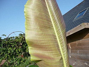 Thumbnail of 2007-dessous feuilles.jpg