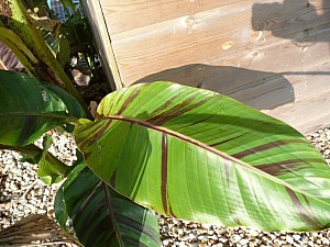 Thumbnail of 2007-dessus feuilles.jpg