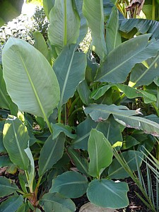 Thumbnail of 2008.jpg