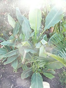 Thumbnail of 2009.jpg