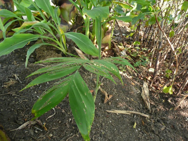 chamaedorea microspadix.jpg