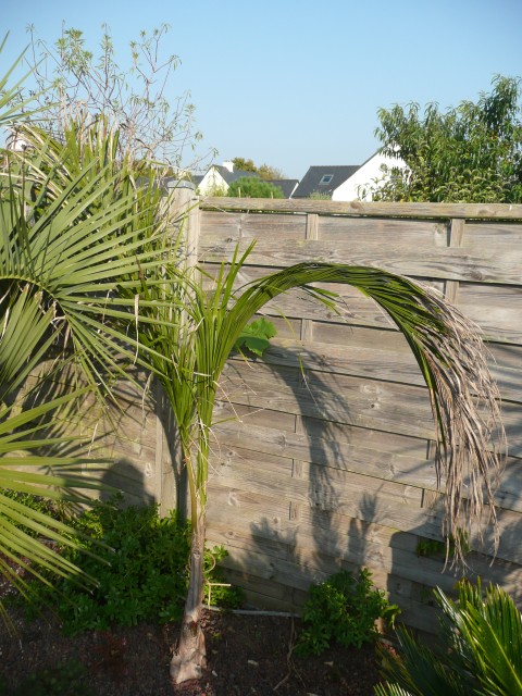 syagrus santa catarina.jpg