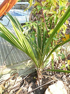 Thumbnail of 2011.jpg