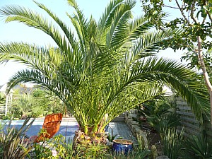 Thumbnail of 2011.jpg