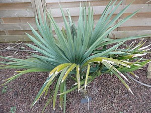 Thumbnail of 2007.jpg