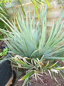 Thumbnail of 2008.jpg