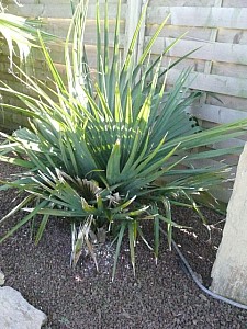 Thumbnail of 2009.jpg