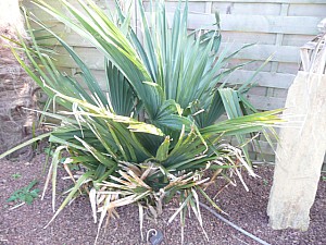 Thumbnail of 2010.jpg