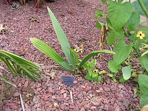 Thumbnail of 2006.jpg